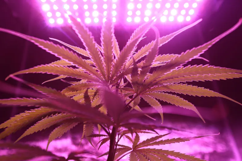 Dirt Under Your Nails or Card in Your Wallet: The Real Math on Growing Your Own Weed